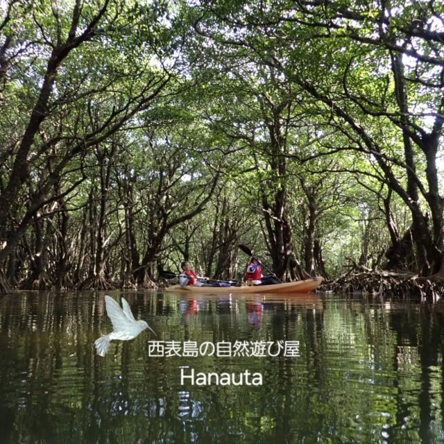 冬季休業明け／新年一組目のお客様は、大阪から山梨へ移住されたご夫婦でした。

都会を離れ、自然が多い山梨へ移住された方々ですから、Hanautaの私達ともどこか共通点があるのでしょうか、　ガイドあつしも｢素敵なご夫婦だったよ☘️｣と帰宅して報告してくれました。

前日に飛び込みでお電話を頂き、ご案内させて頂いたお二人でしたが、ご縁が繋がって良かったです。

このお仕事の魅力の１つは、このお仕事をしていなければ出会えなかった方々と出会えることです。そして、一日お供させて頂いているうちに、自分の知らない世界や価値観が広がることです。

また機会があれば遊びにいらしてくださいね☘️

.
.
*- - - - - - * - - - - - - * - - - - - - *- - - - - - *
西表島の自然遊び屋

　　  Hanauta

～ hugging nature ～
自然とつながり 感性が喜ぶ時間を すべての人に
*- - - - - - * - - - - - - * - - - - - - *- - - - - - *

Hanautaは、自然と舟に魅了された夫婦２人が、鼻歌交じりで営む西表島の自然遊び屋です。

ツアーは全て一組貸切、オーダーメイドで行います！

このため、アウトドア・アクティビティに慣れている方はもちろん、そうでない方々にも参加頂けます！

事前にカウンセリングを行い、参加者の皆様が「無理なく 心地よく」過ごせるプランを組み立てます。

まったりとした時間の流れがお好きな方、アットホームなショップがお好きな方にぴったりの自然遊び屋です🐢🎵

【Hanautaツアーメニュー】
●　シーカヤック&海遊び
●　マングローブカヤック&川遊び(半日OK)
●　帆掛けサバニ体験(半日OK)
●　シーカヤック&木登り遊び
●　島散策&自然観察(半日OK)
●　サガリバナ・カヤック(２プランあり)→🔔2025年1月24日付で料金を改訂させて頂きました。改訂の背景・理由は、HPのメニューページに記載させて頂きました。どうぞよろしくお願い致します☘️

.
竹富町案内人登録番号 107-001 & 107-002
.
.
.
#マングローブカヌー #マングローブカヤック #シーカヤック #カヤック #西表島アクティビティ #西表島カヌー体験 #西表 #西表島 #八重山 #八重山諸島 #離島巡り #沖縄旅行  #西表島旅行 #石垣島 #家族旅行 #親子旅行 #バリアフリー旅行 #自然が好き #ネイチャーツアー #サバニ #帆掛けサバニ #サバニ体験 #サガリバナ #ご縁