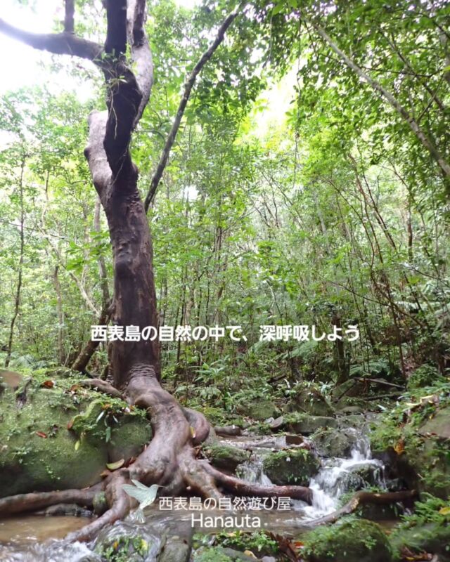 西表島の自然の中で美味しい空気を味わう。

深呼吸をして、生きている実感がわいてくる。

ただそれだけで幸せ。

そんなお時間を共有出来たらと思います🕊️

.

オーダーメイドの貸切ガイドツアーで
お客様だけの特別時間をあなたへ♪

【西表島の自然遊び屋　Hanauta】

.
.
春休みもまだまだ空きがございます。
.
.
.
*- - - - - - * - - - - - - * - - - - - - *- - - - - - *
西表島の自然遊び屋

　　  Hanauta

～ hugging nature ～
自然とつながり 感性が喜ぶ時間を すべての人に
*- - - - - - * - - - - - - * - - - - - - *- - - - - - *

Hanautaは、自然と舟に魅了された夫婦２人が、鼻歌交じりで営む西表島の自然遊び屋です。

ツアーは全て一組貸切、オーダーメイドで行います！

このため、アウトドア・アクティビティに慣れている方はもちろん、そうでない方々にも参加頂けます！

事前にカウンセリングを行い、参加者の皆様が「無理なく 心地よく」過ごせるプランを組み立てます。

まったりとした時間の流れがお好きな方、アットホームなショップがお好きな方にぴったりの自然遊び屋です🐢🎵

【Hanautaツアーメニュー】
●　シーカヤック&海遊び
●　マングローブカヤック&川遊び(半日OK)
●　帆掛けサバニ体験(半日OK)
●　シーカヤック&木登り遊び
●　島散策&自然観察(半日OK)
●　サガリバナ・カヤック(２プランあり)

※お問い合わせ・ご予約はHPから🙆‍♀️
.
竹富町案内人登録番号 107-001 & 107-002
.
.
#西表島アクティビティ #西表 #西表島 #八重山 #八重山諸島 #離島巡り #沖縄旅行  #西表島旅行 #トレッキング #沢トレッキング #西表島ツアー