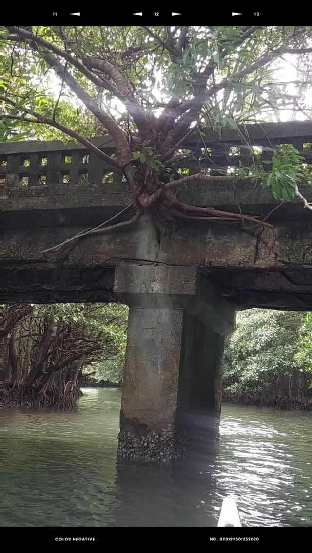 Mangrove Kayaking and Waterfall Walk in Iriomote Island in Okinawa Japan.

#西表島 #西表 #八重山諸島 #沖縄旅行 #西表島カヌー体験 #西表島アクティビティ #mangrove #mangroves #mangroveforest #iriomote #ishigaki #yaeyama
