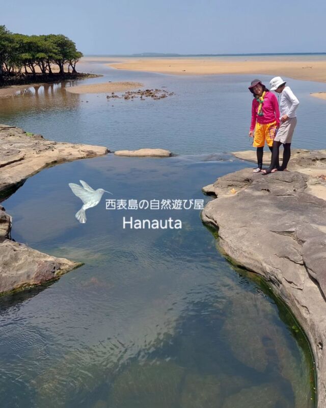 季節の変わり目　うりずん

朝夕、アカショウビンの声があちらこちらで聞こえるようになり、他の夏鳥も見かける数が増えてきている。テッポウユリの香りが風に乗ってフワリと漂う。

湿度が高くむしむし。朝露が屋根から滴る。乾いていた洗濯物を取り込み忘れたら、湿度を吸ってじっとり。洗濯した後みたいに戻ってる。

家の周りではアリが忙しく働き、布団の下からムカデが現れる。トカゲや虫達も活発。イワサキクサゼミも鳴き始めた。

それでもまだ、蚊やブヨが少ないので、朝夕の散歩も快適だし、窓を開けて涼を取って過ごせるくらい。

.

そんな今日この頃の西表島です。
.

来週はお天気が崩れるかもしれない(ん？梅雨入り？)けど、今週はお天気が良さそうな週間予報☀

.
.

みなさん、今週もご安全に☘️

.
.
*- - - - - - * - - - - - - * - - - - - - *- - - - - - *
西表島の自然遊び屋

　　  Hanauta

～ hugging nature ～
自然とつながり 感性が喜ぶ時間を すべての人に
*- - - - - - * - - - - - - * - - - - - - *- - - - - - *

Hanautaは、自然と舟に魅了された夫婦２人が、鼻歌交じりで営む西表島の自然遊び屋です。

ツアーは全て一組貸切、オーダーメイドで行います！

このため、アウトドア・アクティビティに慣れている方はもちろん、そうでない方々にも参加頂けます！

事前にカウンセリングを行い、参加者の皆様が「無理なく 心地よく」過ごせるプランを組み立てます。

まったりとした時間の流れがお好きな方、アットホームなショップがお好きな方にぴったりの自然遊び屋です🐢🎵

【Hanautaツアーメニュー】
●　シーカヤック&海遊び
●　マングローブカヤック&川遊び(半日OK)
●　帆掛けサバニ体験(半日OK)
●　シーカヤック&木登り遊び
●　島散策&自然観察(半日OK)
●　サガリバナ・カヤック(２プランあり)

※お問い合わせ・ご予約はHPから🙆‍♀️
.
竹富町案内人登録番号 107-001 & 107-002
.
.
.
#マングローブカヌー #マングローブカヤック #シーカヤック #カヤック #西表島アクティビティ #西表島カヌー体験 #西表 #西表島 #八重山 #八重山諸島 #トレッキング #うりずん